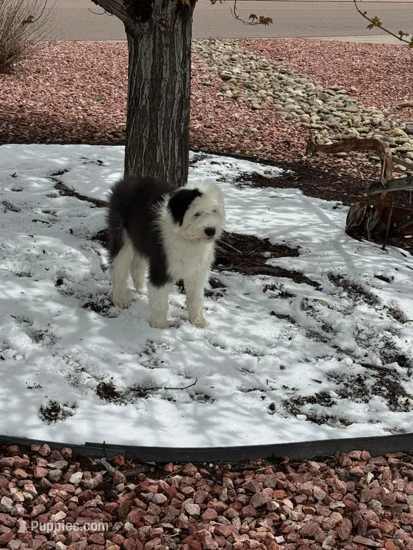 Kenzie, a female Old English Sheepdog for sale in Peyton, CO – 1 of 2