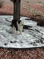Kenzie, a female Old English Sheepdog for sale in Peyton, CO – 1 of 2