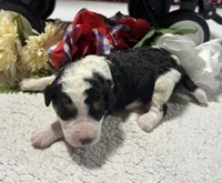 Peter, a male Bernedoodle for sale in Peyton, CO – 7 of 9