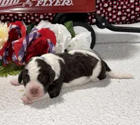 Paul, a male Bernedoodle for sale in Peyton, CO – 7 of 8