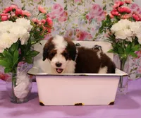 Luke, a male Bernedoodle for sale in Peyton, CO – 6 of 10