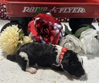Noah, a male Bernedoodle for sale in Peyton, CO – 6 of 8