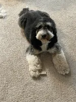 Bernie, a female Bernedoodle for sale in Peyton, CO – 3 of 5