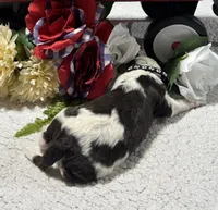 Mark , a male Bernedoodle for sale in Peyton, CO – 4 of 10