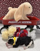 Peter, a male Bernedoodle for sale in Peyton, CO – 8 of 9