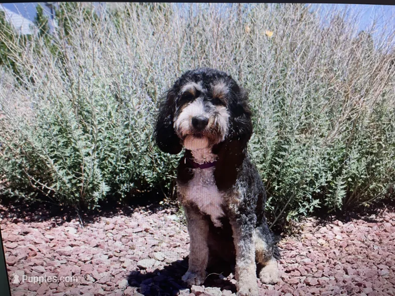Bernie – Bernedoodle puppy for sale in Peyton, CO