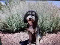Bernie, a female Bernedoodle for sale in Peyton, CO – 1 of 5