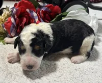 Peter, a male Bernedoodle for sale in Peyton, CO – 4 of 9