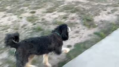 Bernie, a female Bernedoodle for sale in Peyton, CO – 4 of 5