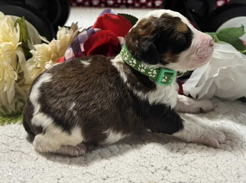 Luke – Bernedoodle puppy for sale in Peyton, CO