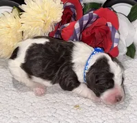 Paul, a male Bernedoodle for sale in Peyton, CO – 5 of 8