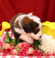 Luke, a male Bernedoodle for sale in Peyton, CO – 7 of 10