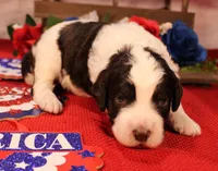 Paul, a male Bernedoodle for sale in Peyton, CO – 1 of 8