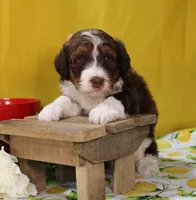 Matthew, a male Bernedoodle for sale in Peyton, CO – 9 of 10