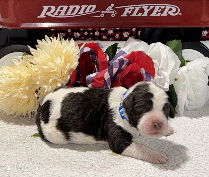 Paul – Bernedoodle puppy for sale in Peyton, CO