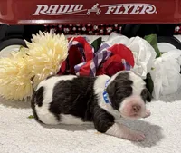 Paul, a male Bernedoodle for sale in Peyton, CO – 1 of 8