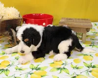 Peter, a male Bernedoodle for sale in Peyton, CO – 10 of 10