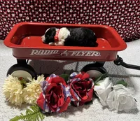 Noah, a male Bernedoodle for sale in Peyton, CO – 5 of 8