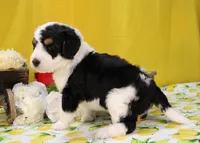Peter, a male Bernedoodle for sale in Peyton, CO – 5 of 10