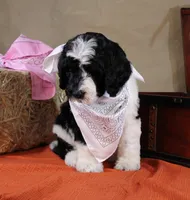 Noah, a male Bernedoodle for sale in Peyton, CO – 10 of 10