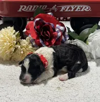 Noah, a male Bernedoodle for sale in Peyton, CO – 4 of 8