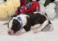 Paul, a male Bernedoodle for sale in Peyton, CO – 2 of 8