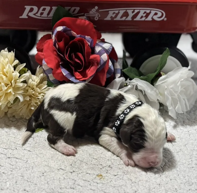 Mark  – Bernedoodle puppy for sale in Peyton, CO