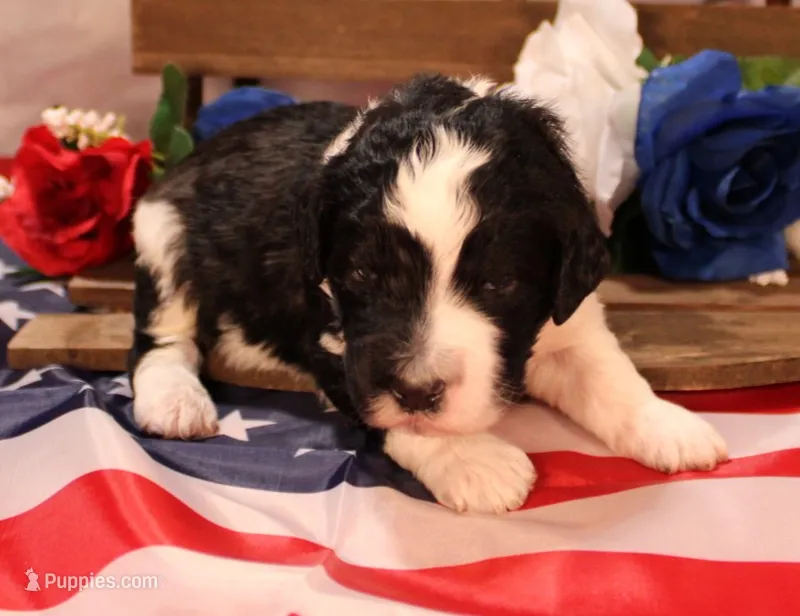 Noah – Bernedoodle puppy for sale in Peyton, CO
