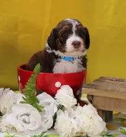 Matthew, a male Bernedoodle for sale in Peyton, CO – 3 of 10