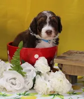 Matthew, a male Bernedoodle for sale in Peyton, CO – 8 of 10