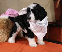 Noah, a male Bernedoodle for sale in Peyton, CO – 5 of 10
