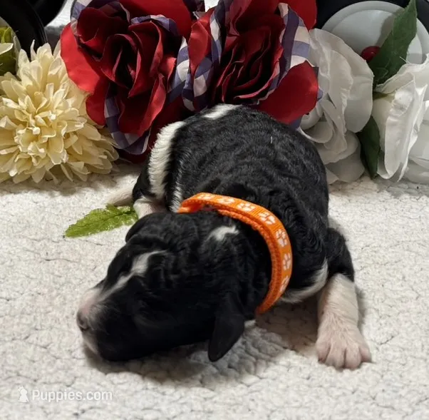 John – Bernedoodle puppy for sale in Peyton, CO