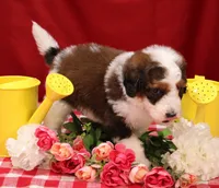 Luke, a male Bernedoodle for sale in Peyton, CO – 2 of 10