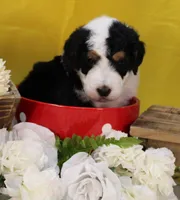 Peter, a male Bernedoodle for sale in Peyton, CO – 1 of 10