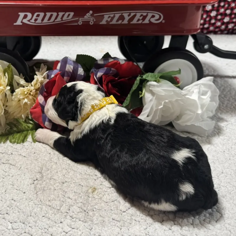 Peter – Bernedoodle puppy for sale in Peyton, CO