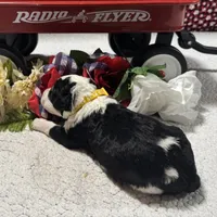 Peter, a male Bernedoodle for sale in Peyton, CO – 1 of 9