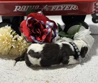 Mark , a male Bernedoodle for sale in Peyton, CO – 10 of 10