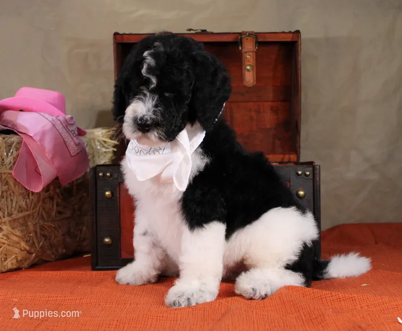 John – Bernedoodle puppy for sale in Peyton, CO