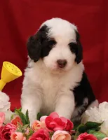 Mark , a male Bernedoodle for sale in Peyton, CO – 1 of 7