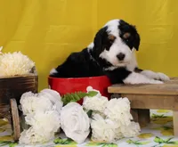 Peter, a male Bernedoodle for sale in Peyton, CO – 4 of 10