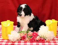 Noah, a male Bernedoodle for sale in Peyton, CO – 9 of 10