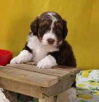 Matthew, a male Bernedoodle for sale in Peyton, CO – 6 of 10
