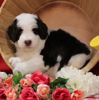 Mark , a male Bernedoodle for sale in Peyton, CO – 2 of 7