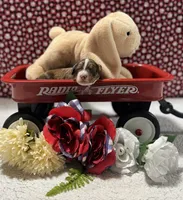 Matthew, a male Bernedoodle for sale in Peyton, CO – 5 of 7