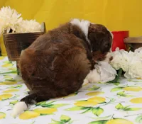 Matthew, a male Bernedoodle for sale in Peyton, CO – 10 of 10