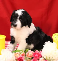 Noah, a male Bernedoodle for sale in Peyton, CO – 6 of 10