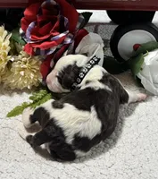 Mark , a male Bernedoodle for sale in Peyton, CO – 2 of 10