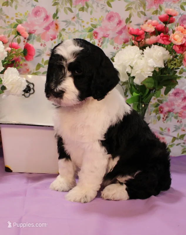 Noah – Bernedoodle puppy for sale in Peyton, CO