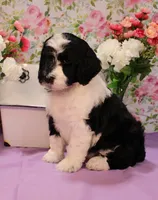 Noah, a male Bernedoodle for sale in Peyton, CO – 3 of 10