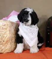 Noah, a male Bernedoodle for sale in Peyton, CO – 8 of 10